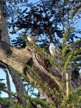 Seagulls On The Tree
