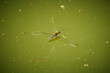 Water strider on surface of water