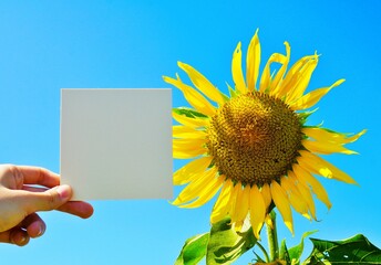 Wall Mural - 青空を背景に黄色いひまわりの一輪の大きな花と女性が手に持った夏らしいタイトルフレームのモックアップ