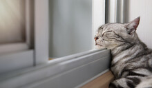 Cat Sleep Calm And Relax On The Floor Near The Door Is Open Or Glass Window Frame With Afternoon Sunshine, American Shorthair Feline Breed Classic Silver Color Lying In Living Room With Copy Space.
