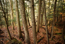 Autumn Scene In Quiet Woodland Forest With Fallen Leaves In Vermont