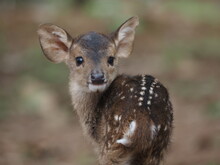 Whitetail Fawn Up Close