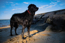 A Regal Looking Black Retriever Dog With Red Collar Basks In The Sunlight After A Swim In The Ocean