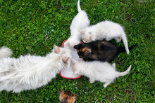Overhead Of A Litter Of Scruffy White And Black Kittens And A Cat Drink From A Bowl Of Milk On A Farm