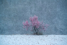 Blossom Peach Tree Covered In Snow