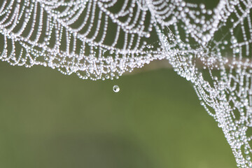 Single water drop and spider web in the background. Rare, macro view. 