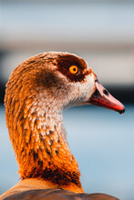 Portrait Of A Goose