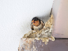 A Swallow's Nest On The Back Of A Private House Roof In The Summer, With Chicks Before They Leave The Nest.