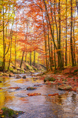 Wall Mural - water stream in the beech woods. wonderful nature landscape in fall season. scenery with trees in autumn colors on a sunny day