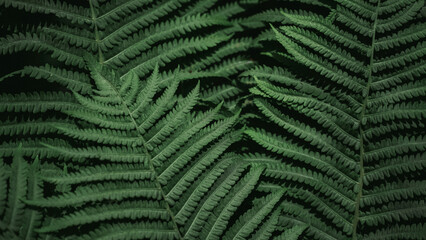  green fern leaves on a black background