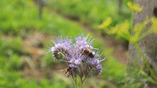 pollinators Syrphidae and bee on a phacelia blue flowers