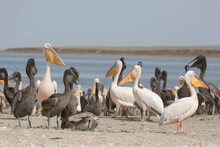Pink Pelicans With Chicks On The Shore Of Lake Manich-Gudilo In Kalmykia, Russia