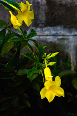 Wall Mural - Allamanda cathartica, yellow flowering plant on natural light.