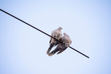 A Couple Of Doves Sit On A Wire Against The Sky