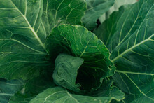 Green Cabbage Grows In The Garden. Nutrition, Vitamins Concept.
