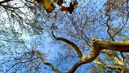 Canvas Print - Slow motion of falling autumn leaves