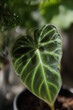 close up of a plant (philodendron verrucosum)
