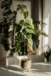 plant in a pot (Philodendron hederaceum)