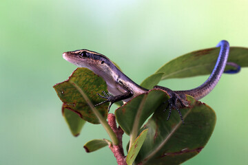 Blue tail skink (Cryptoblepharus egeriae) closeup on tree