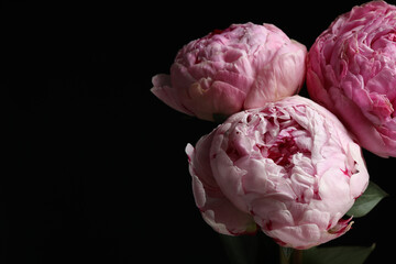 Canvas Print - Beautiful fresh peonies on dark background, space for text