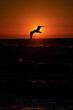 Sunset with a bird by the Baltic Sea