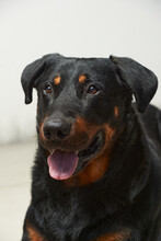 Portrait Of A Big Black Dog