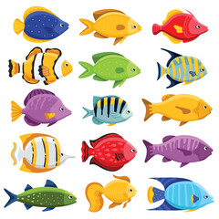 Wall Mural - Colorful coral reef tropical fish set vector illustration. Sea fish collection isolated on white background. Cartoon aquarium fish icons.