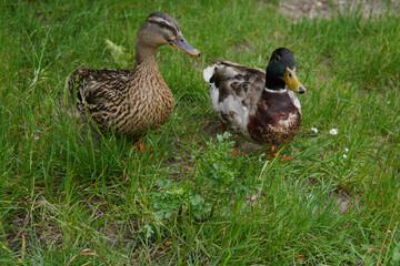 two ducks on the grass