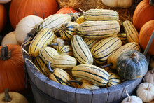 Fall And Autumn Themed Food Image Of The Plentiful Harvest Of Yellow And Green Striped Gourds Stacked Inside A Weathered Old Wooden Barrel.