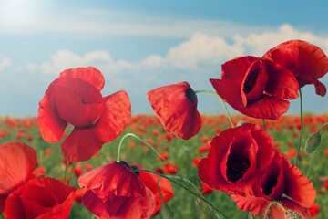 Sticker - Beautiful field of red poppies, The Beautiful nature