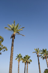 Canvas Print - palmier Espagne soleil vacances arbre tropical