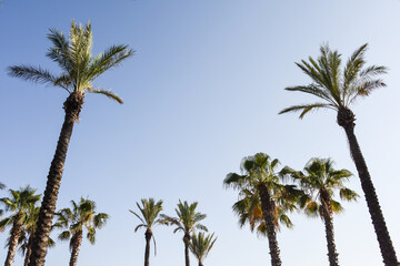 Canvas Print - palmier Espagne soleil vacances arbre tropical