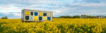 Beehive Trailer In Blooming Rapeseed Field