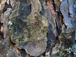 Wall Mural - Texture brown color of the pine bark