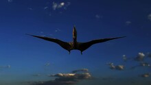 Pteranodon Dinosaurs Or Quetzalcoatl's  Flying Sky.