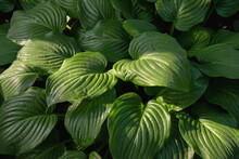 Hosta With Large Leaves. Lush Hosta In The Garden. Perennial Flowers, Gardening, Landscaping. A Plant For A Shady Garden - Host. Selective Focus.