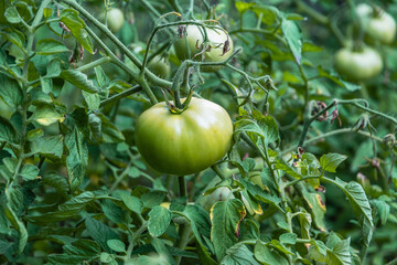 A green tomato on a branch. Organic farming, growing young tomato plants in the open ground. Tomatoes green and unripe tomatoes are hanging on the bush. Growing organic products.