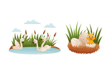 Wall Mural - Duck Floating in Pond with Reeds and Yellow Chick Hatching from Egg Shell as Ugly Duckling Fairytale Vector Set