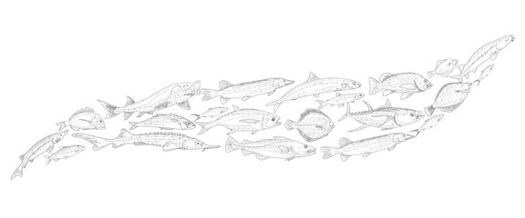 School of fish vector illustration. Fish sketch hand drawn collection. Sea and river fish in the engraved style