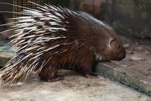 Close Up The Malayan Porcupine Animal