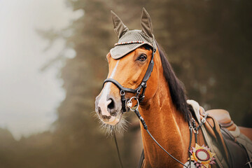 Portrait of a beautiful bay horse with a saddle on its back, which is awarded a rosette on a summer day. Equestrian sports and the winner. Victory in equestrian competitions. Horse riding.