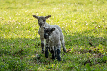 Wall Mural - cute lambs with black and white faces