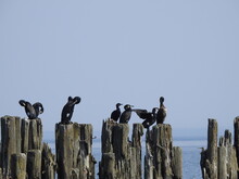 The Great Cormorants Resting 