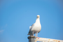 Closeup Image Of Seagull Isolated On Blue Sky.