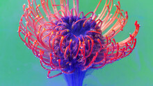 Bright Shooting In Macro Photography.Stock Footage. Transparent Water In Which The Flower Is Entangled And Opens There.
