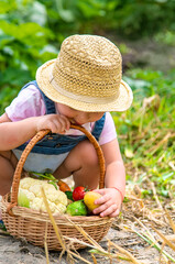 Wall Mural - A child with a harvest of vegetables in the garden. Selective focus.