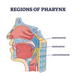 Regions of pharynx and throat parts division from cavity side view outline diagram. Labeled educational scheme with nasopharynx, oropharynx and laryngopharynx location anatomy vector illustration.