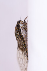 Wall Mural - Detail of a cicada (Cicadidae) on white background