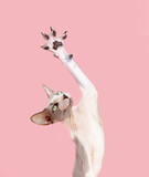 Fototapeta  - Portrait funny sphynx cat high-five. Isolated on pink pastel background