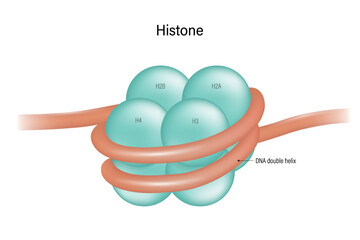 Poster - Histone proteins (H2A, H2B, H3, and H4) core. Nucleosome. DNA double helix.